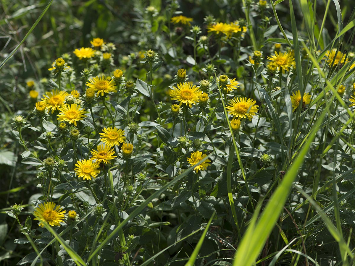 frische Pflanzen